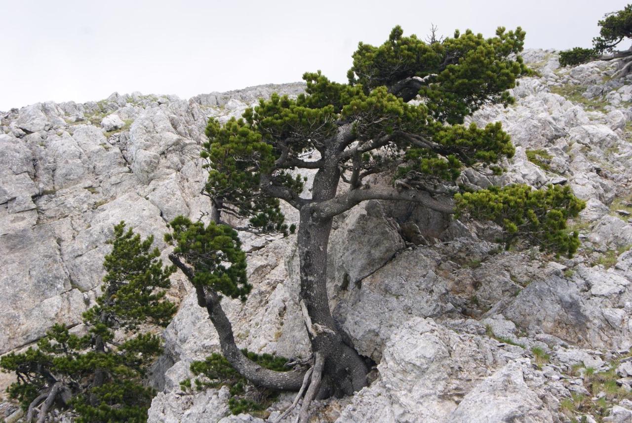 Tana Libera Tutti 1 Nature, Yourself, Love Viggianello Ngoại thất bức ảnh
